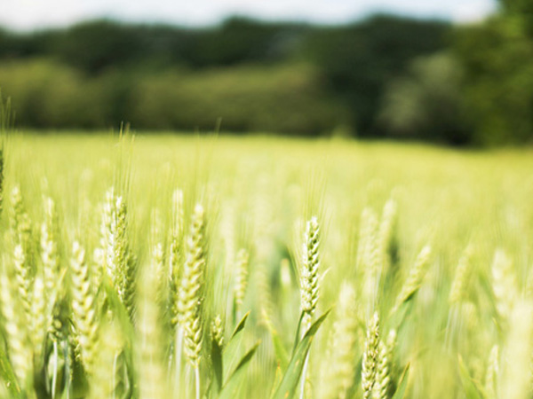 糧食真空低溫干燥提高了糧食烘干質量